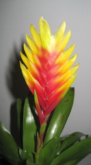 ورزیا دوالیانا